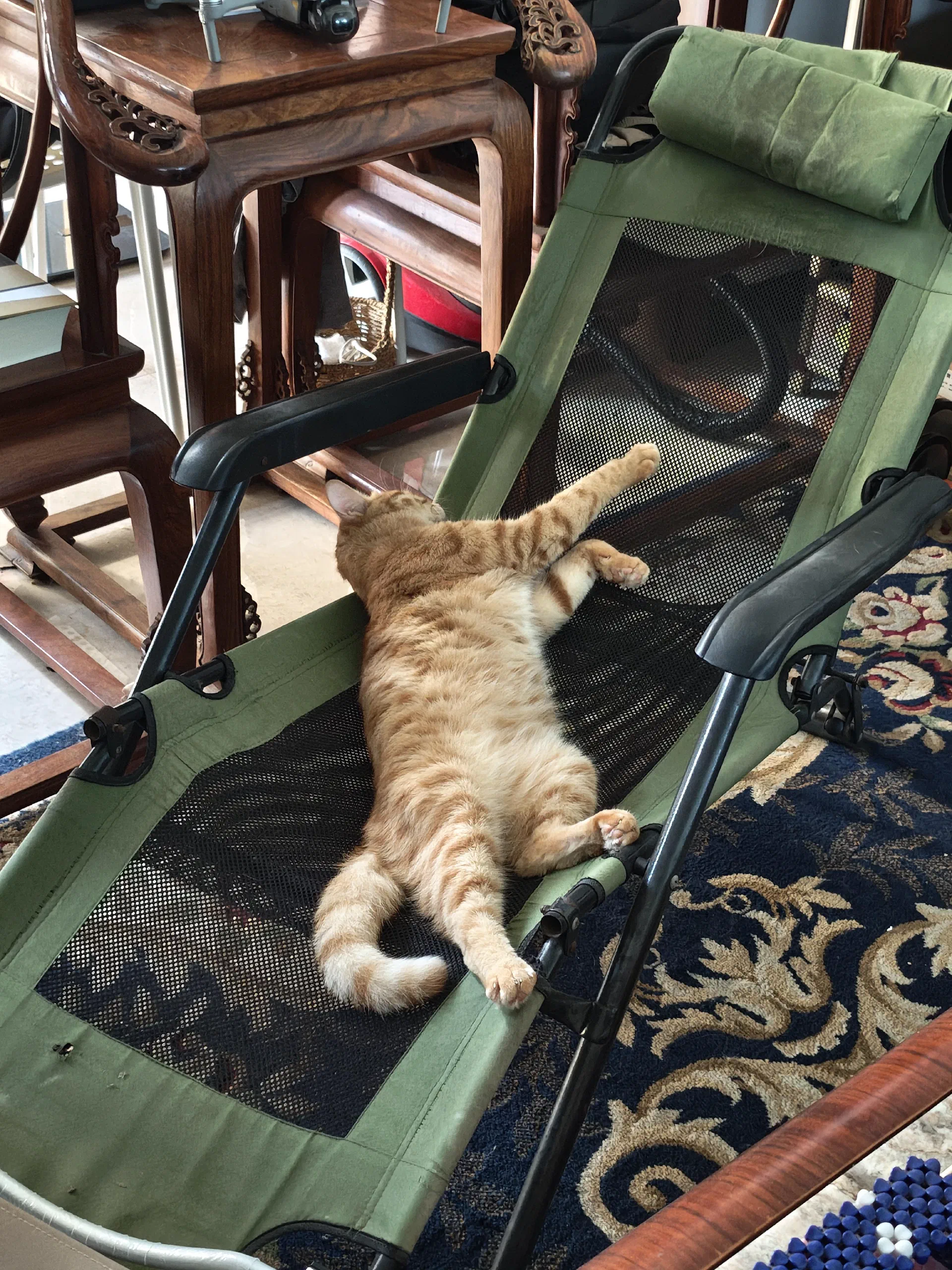 这猫过得比人还舒服