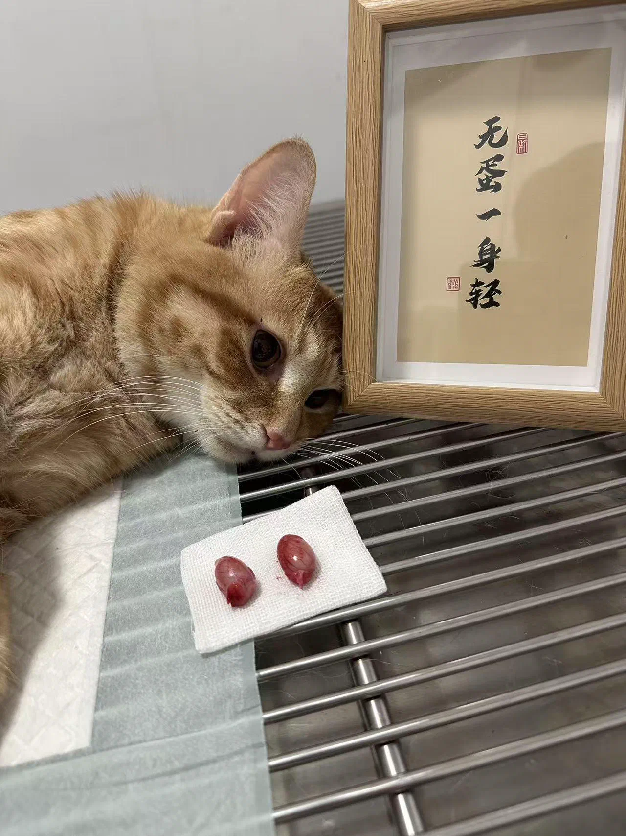 舒服了